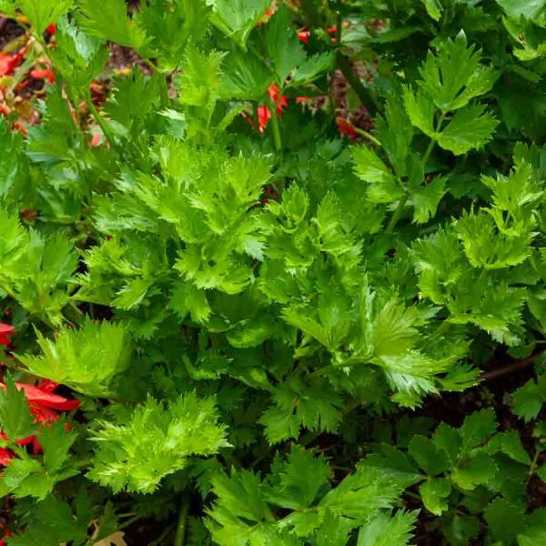 Aromatiques - Céleri Branche à Couper - face recto